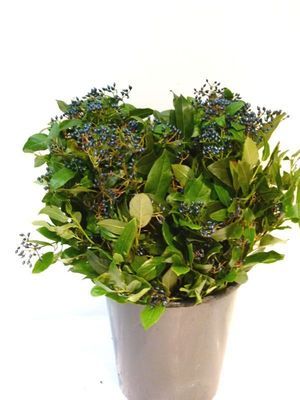 FEUIL. VIBURNUM BACCA 400 GR
